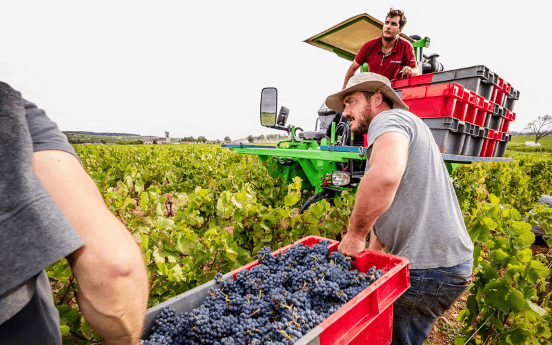Ernte der Trauben Ernte der Trauben