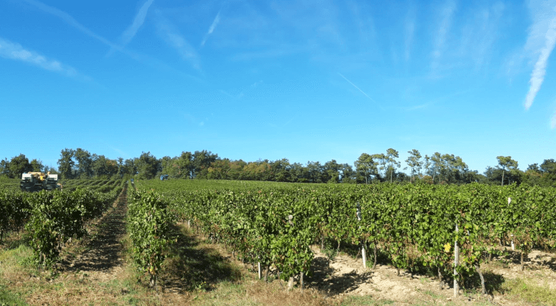 Blick in einen Weingarten der Jauberts Blick in einen Weingarten der Jauberts