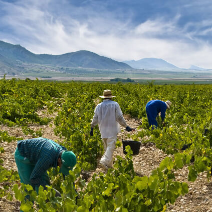 Vindima Juan Gil Vindima Juan Gil