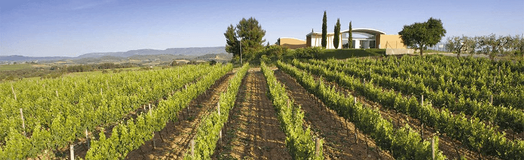 A adega Jean Leon em Penedes