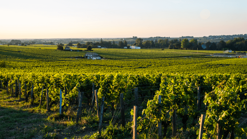 Ein Rebgarten bei Saint-Émilion