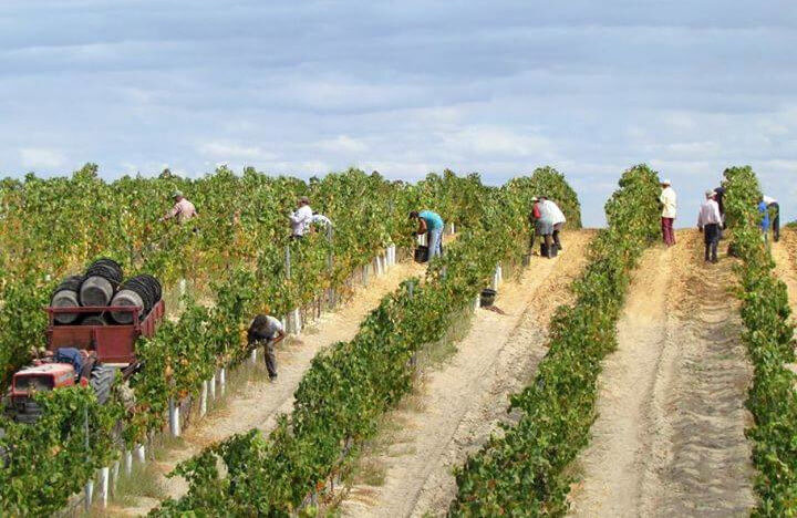 Casa Ermelinda Freitas Weinlese Casa Ermelinda Freitas Weinlese