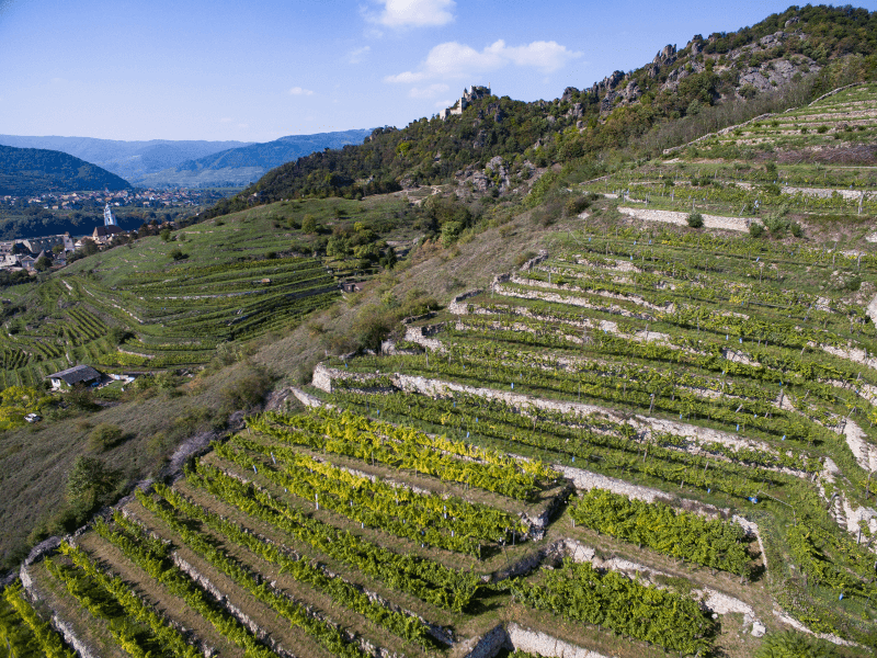 Vinhedo Quinta Schmidl Vinhedo Quinta Schmidl