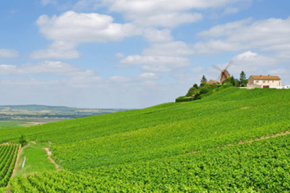 Vinhedo de Tabordet Vinhedo de Tabordet