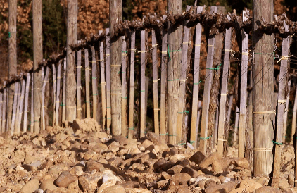 Weinstoecke-im-typischen-Steinboden Weinstoecke-im-typischen-Steinboden