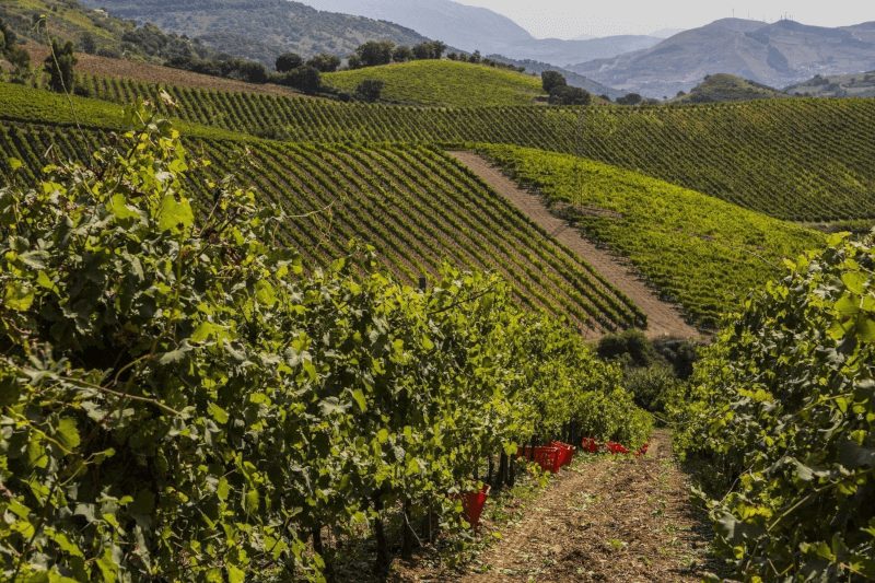 Baglio di Pianetto Weinlese Baglio di Pianetto Weinlese