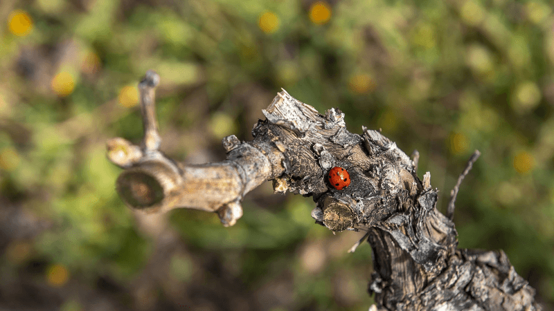 Gelebte Nachhaltigkeit Gelebte Nachhaltigkeit