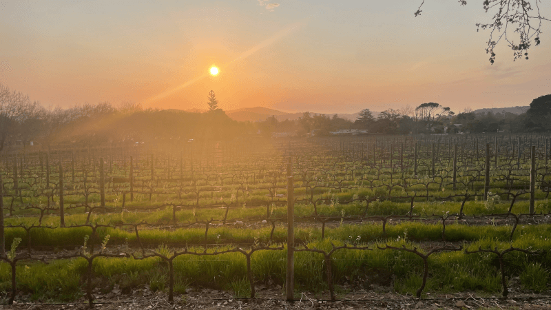 Vinhedos da Simonsig