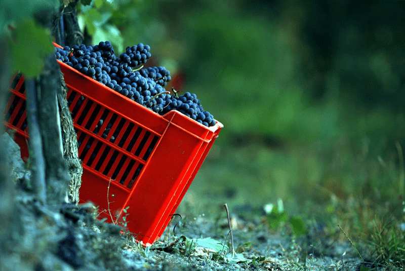 Feudi Bizantini Lese