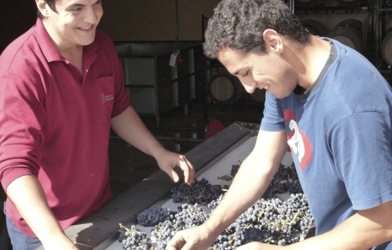 Alto Moncayo Traubenselektion