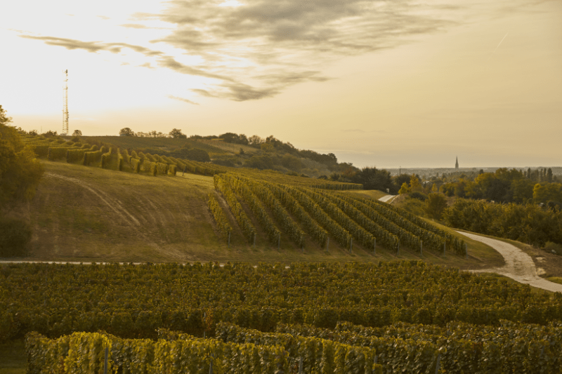 Clima ensolarado na região vitivinícola panónica