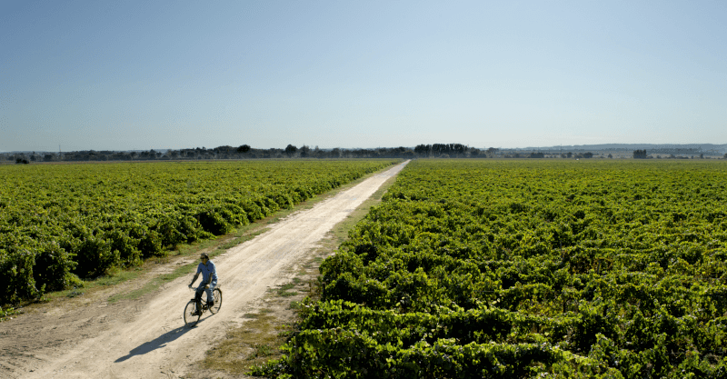 Mit dem Fahrrad durch die Rebgärten
