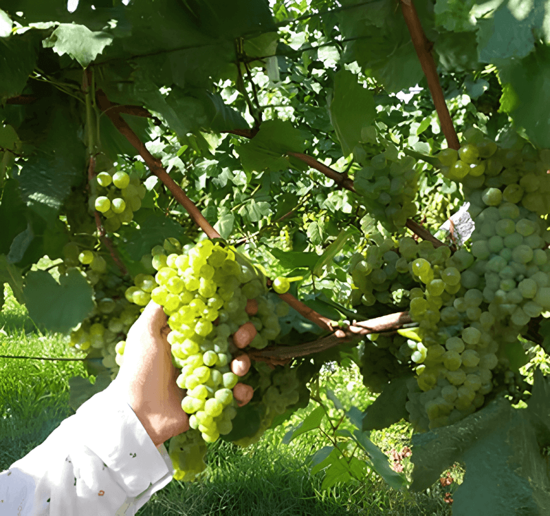 Colheita Charalaboglou Wines