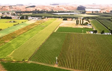 O vinhedo Fernhill em Hawke's Bay