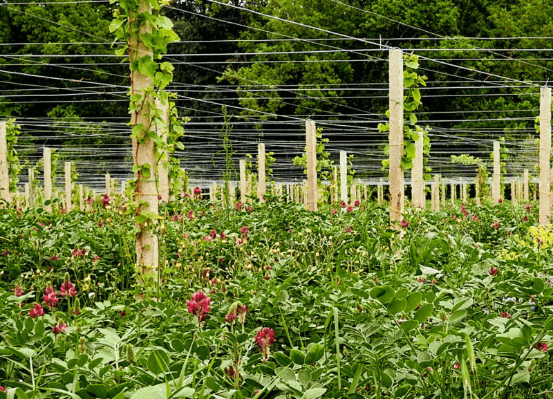 Die Sulla-Pflanze wächst zwischen den Reben der Cantina Orsogna Die Sulla-Pflanze wächst zwischen den Reben der Cantina Orsogna