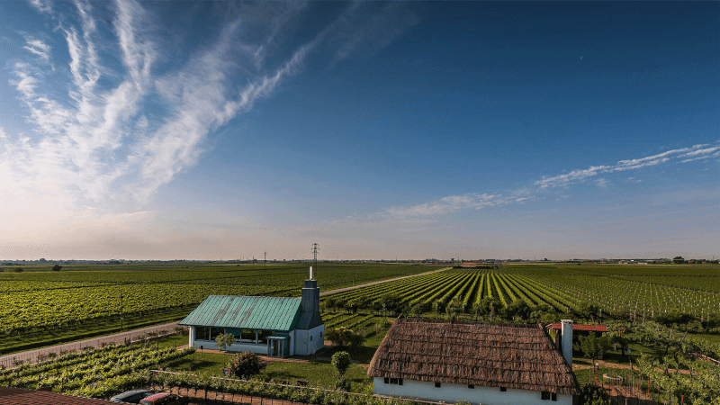 Blick über die Rebgärten von Corvezzo