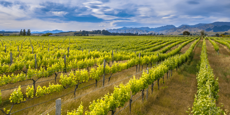 Marlborough Neuseeland Weinberge
