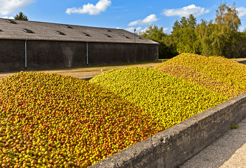 Colheita de maçãs para Calvados Colheita de maçãs para Calvados