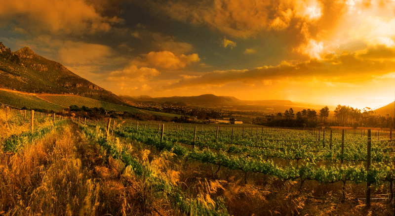 Cape Point Vineyards Weinberg am Morgen Cape Point Vineyards Weinberg am Morgen