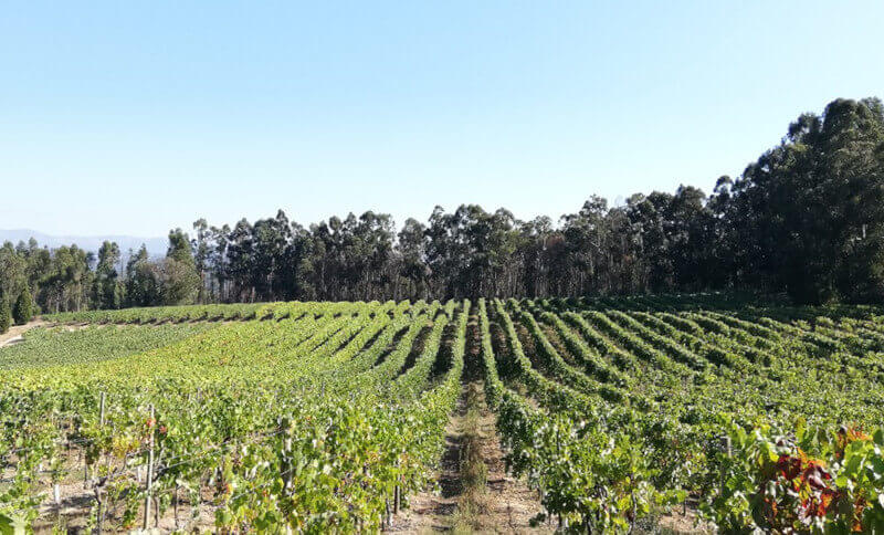 weingut-cabriz-weinberg-1dWobANkqgJ89j