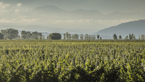 As vinhas de Dieter Meier na Argentina As vinhas de Dieter Meier na Argentina