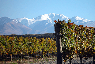 Die Weinberge von Bodegas Caro in Mendoza Die Weinberge von Bodegas Caro in Mendoza