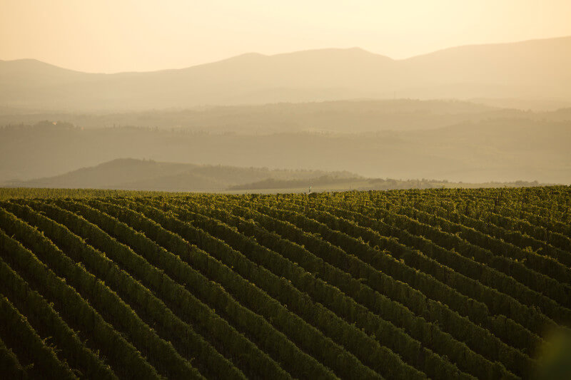 Vinhedo Tenuta Luce Vinhedo Tenuta Luce