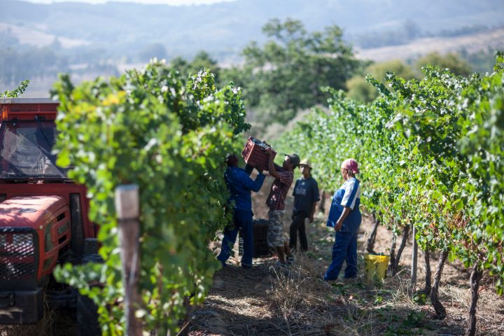 Zwalu Vinho Meyer-Näkel África do Sul