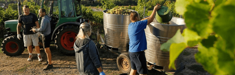 Lese auf dem Weingut Pfirrmann