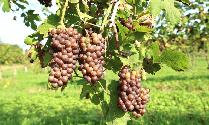 Pinot Grigio Trauben