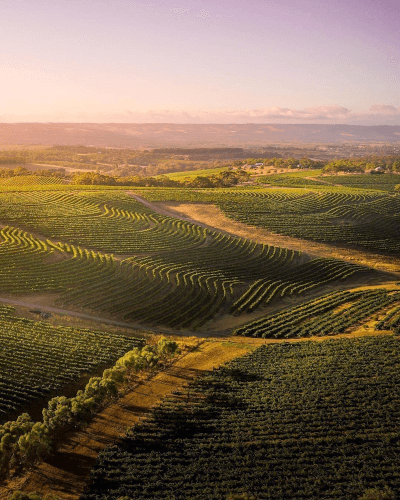 As vastas áreas de vinhas da d'Arenberg em McLaren Vale As vastas áreas de vinhas da d'Arenberg em McLaren Vale