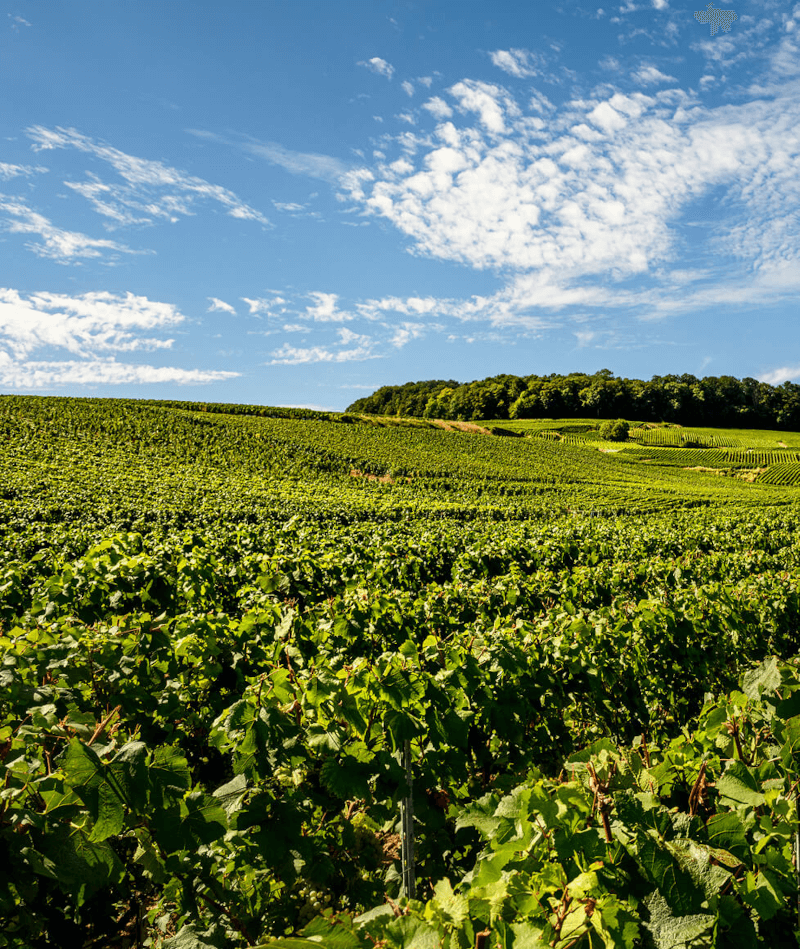 Videiras Champagne Laurent Perrier Videiras Champagne Laurent Perrier