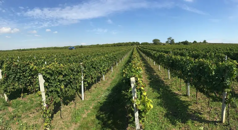 Apreciação de vinhos da Morávia da W18 - Pack de descoberta 6x