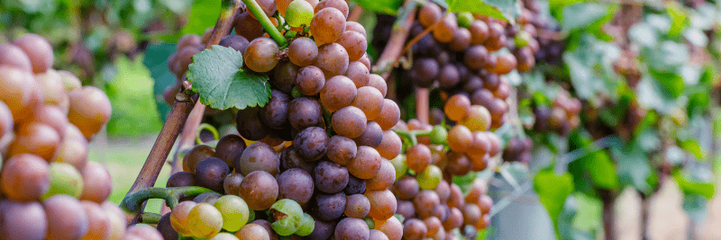 Traminer Uvas Gewürztraminer na videira