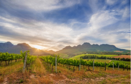 Totalmente protegidas, as castas crescem na vinícola Rust en Vrede