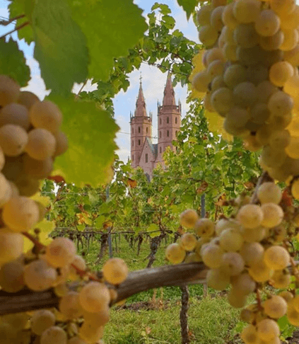 Im Weingarten von Liebfrauenstift