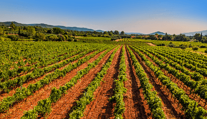 Weinbau im Triangle d'Or