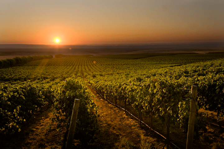 Vinhedo Columbia Crest