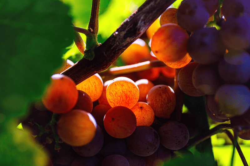 Traminer sonne Uvas Gewürztraminer na videira ao sol