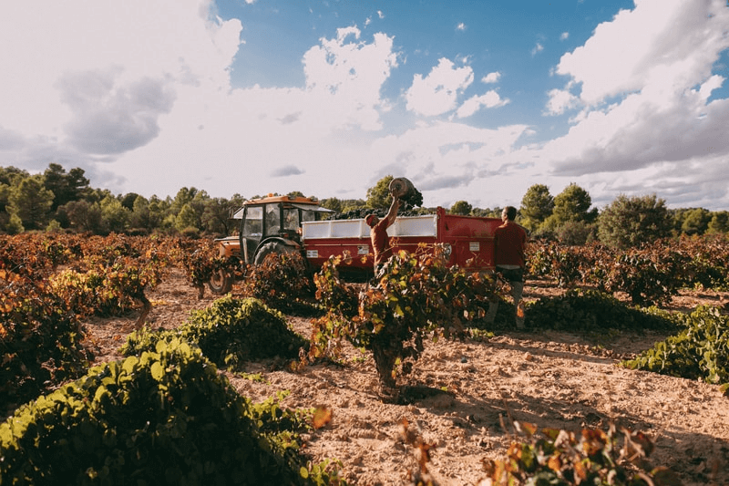 Die buschartigen Bobal-Pflanzen
