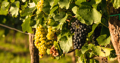 Trauben für die Schlumberger-Weine