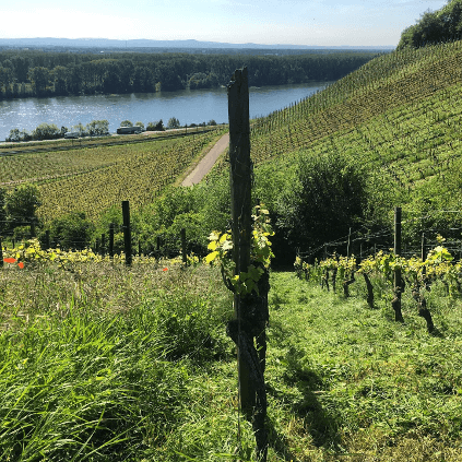 Ausblick Weinberg zum Rhein