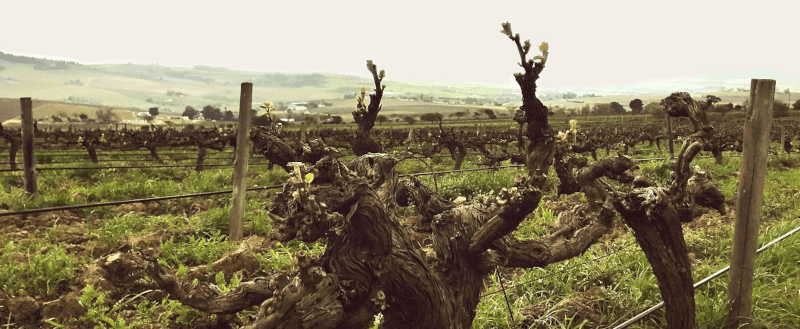 Im Weinberg von Reyneke