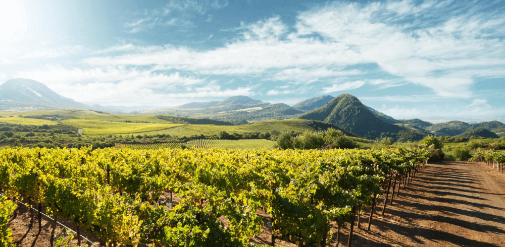 Os vinhedos da Paul Hobbs Wineyard