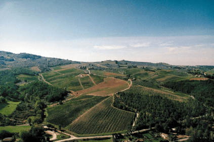 Die Rebflächen rund um das Castello Die Rebflächen rund um das Castello