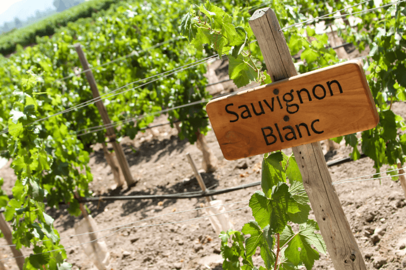 Linhas de Sauvignon Blanc