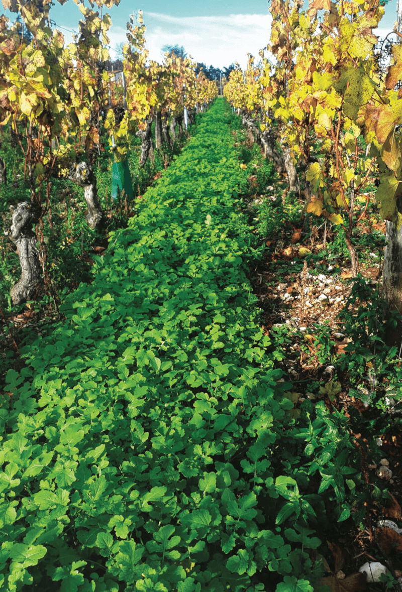 Blason de Bourgogne Durable Blason de Bourgogne Durable