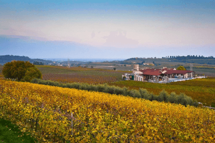 Blick über die Rebflächen und das Gut Blick über die Rebflächen und das Gut