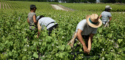 Lese bei Château Latour Lese bei Château Latour