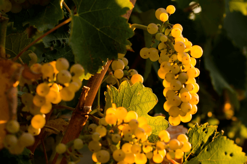 Grampsas Winery Uvas